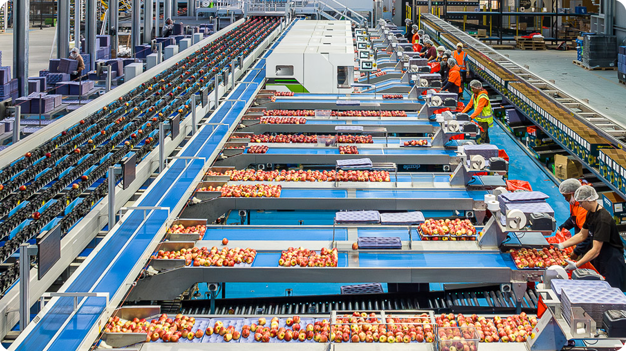 Automated Fruits & Vegetables Sorting and Defect Detection(pic4)